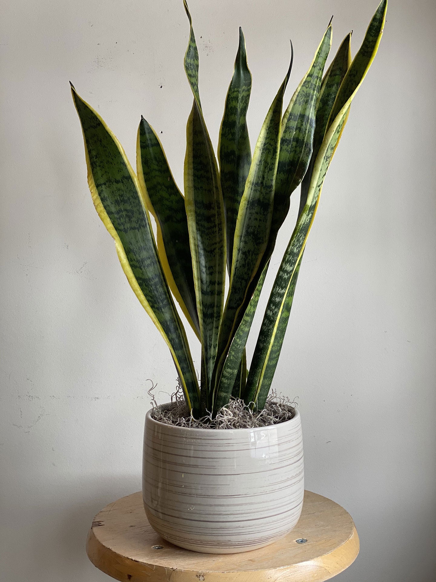 Snake Plant