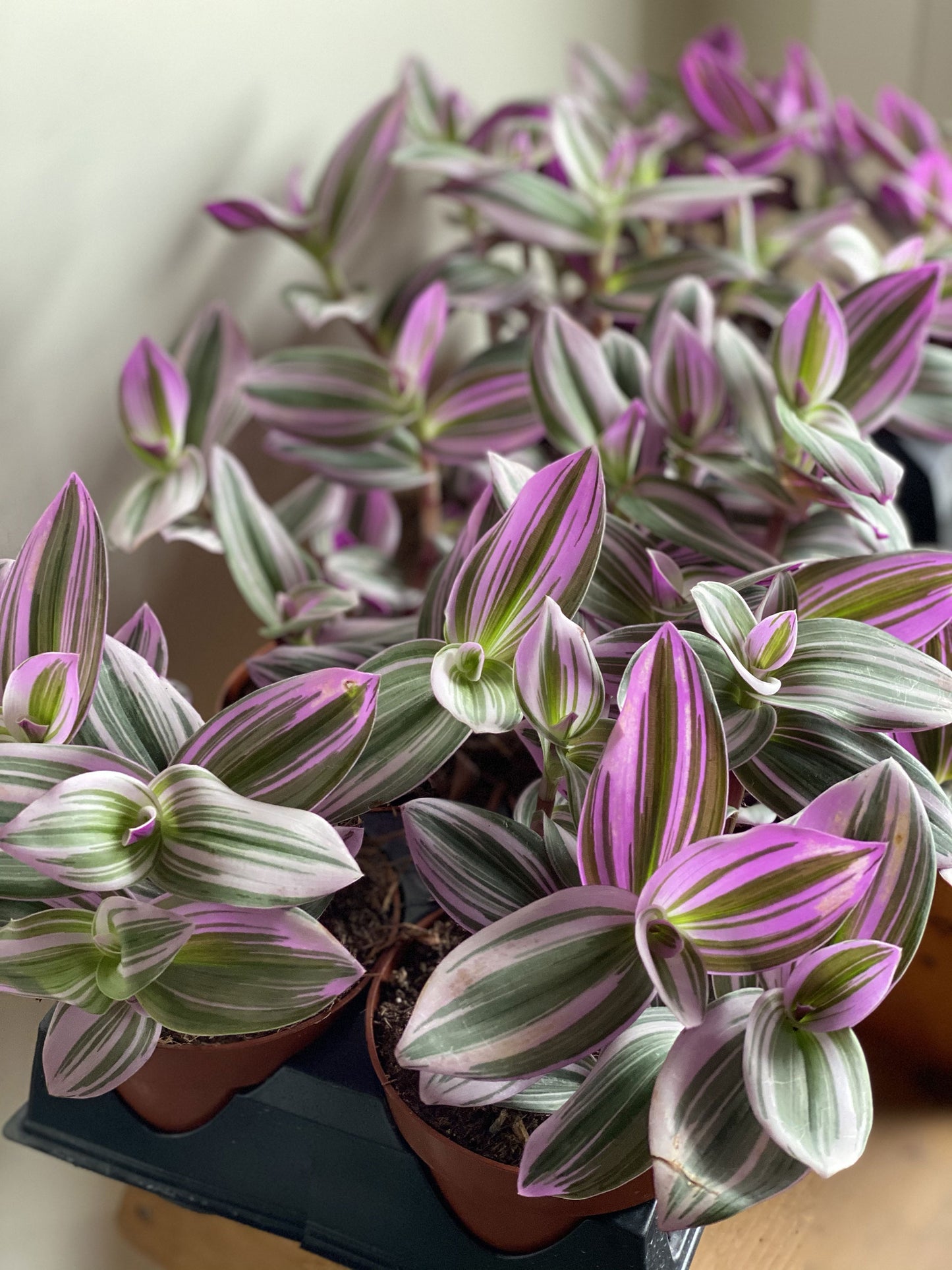 Pink Wandering Jew