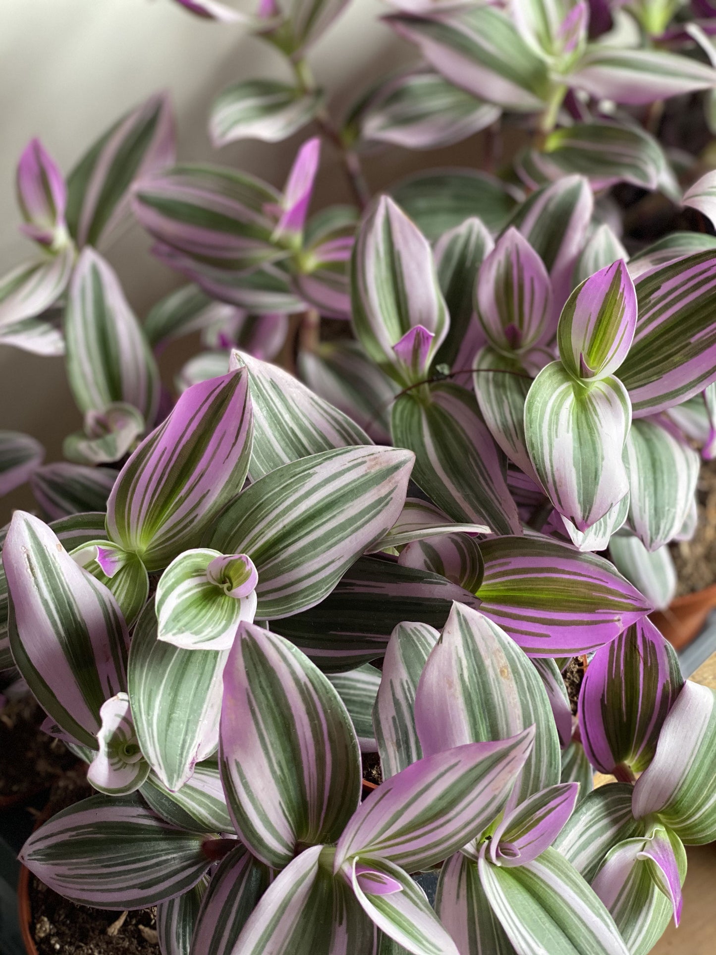 Pink Wandering Jew