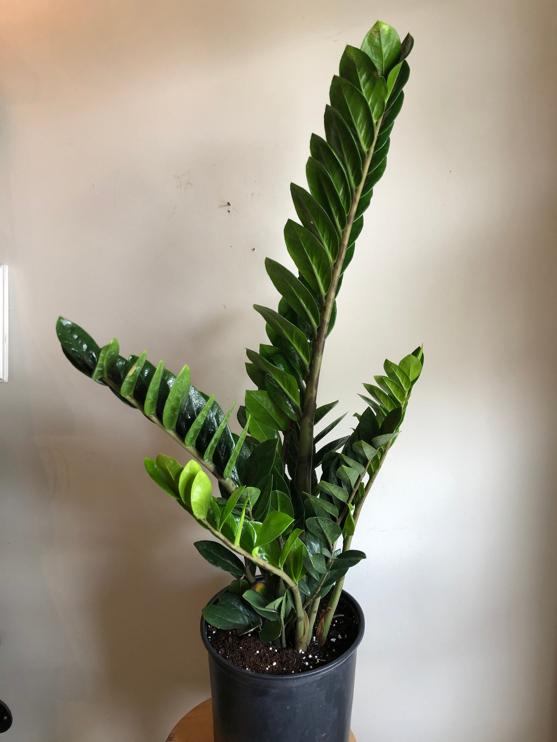 zz plant 10 inch ZZ Plant – Elora St. Flowers