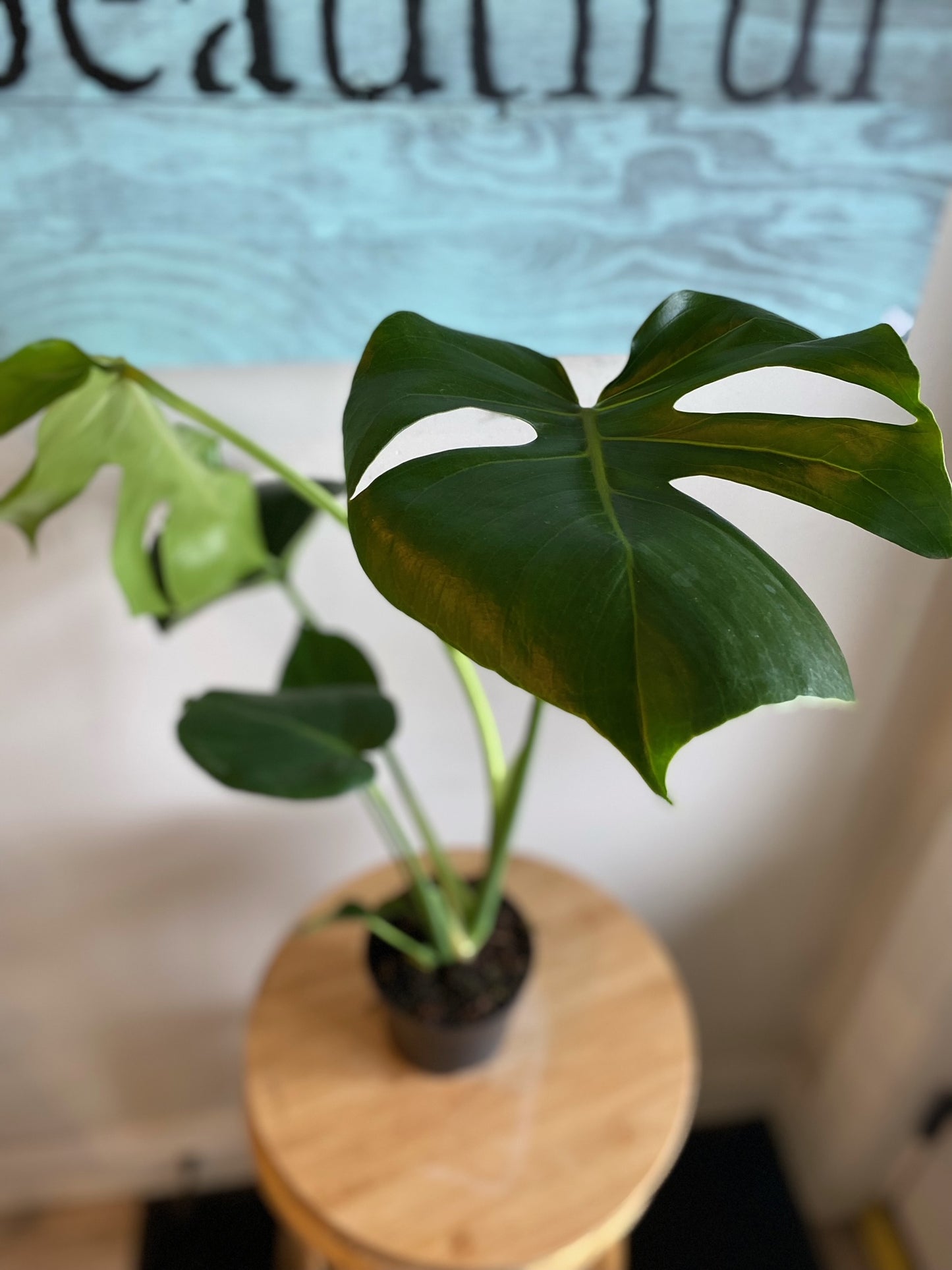 Monstera Plant