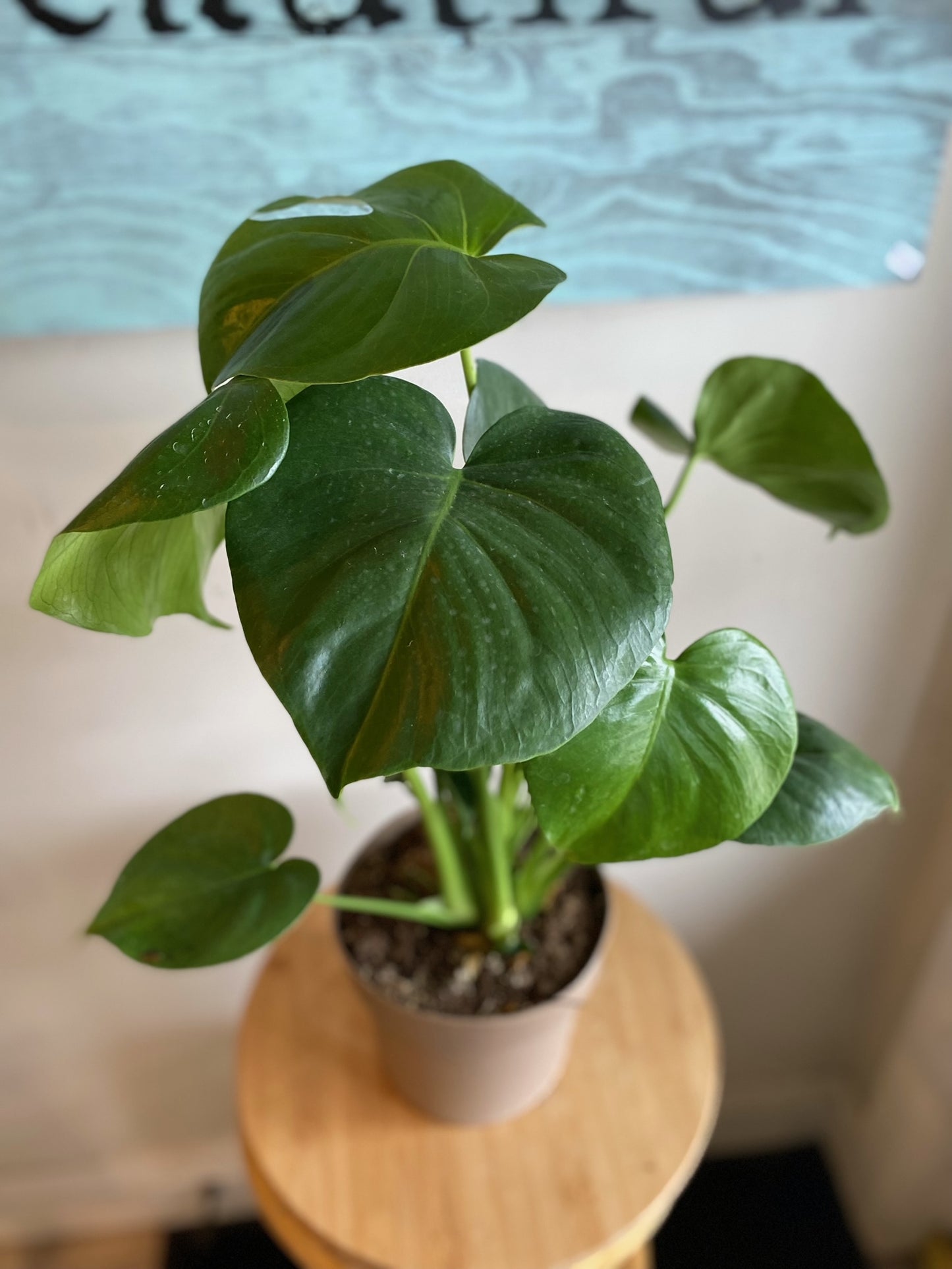 Monstera Plant