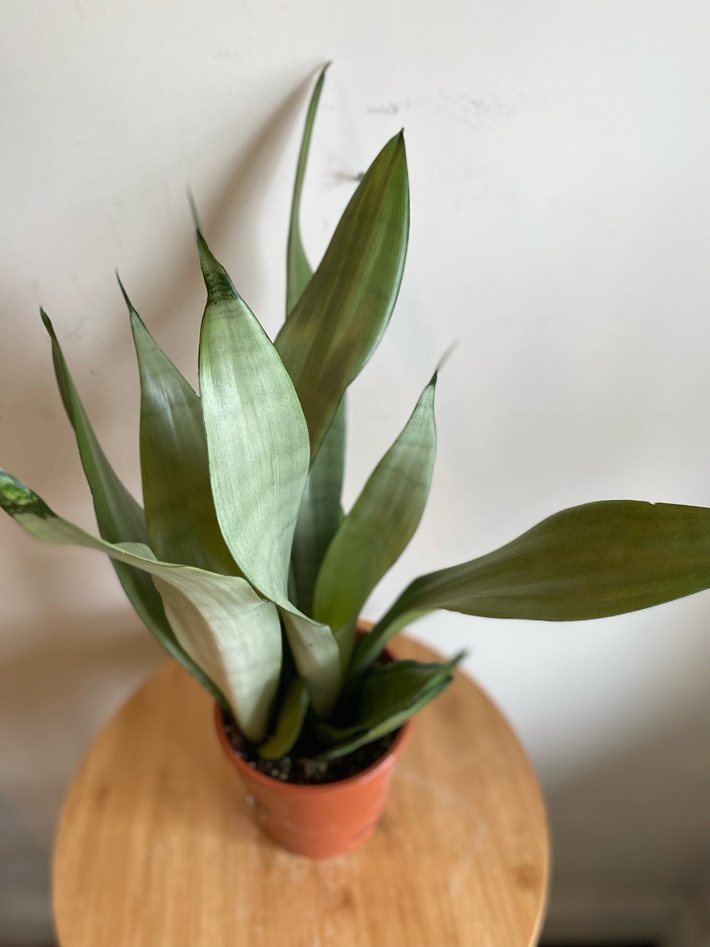 Moonshine Snake Plant