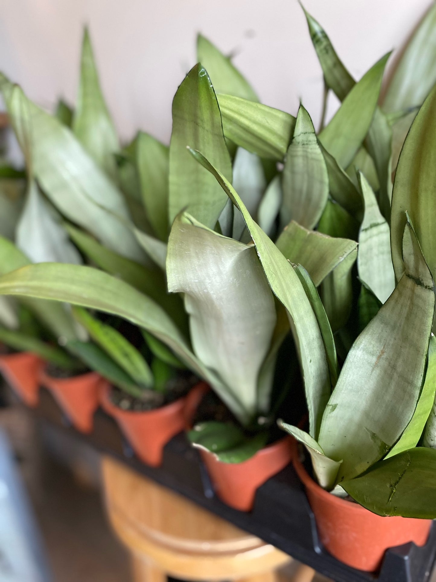 Moonshine Snake Plant