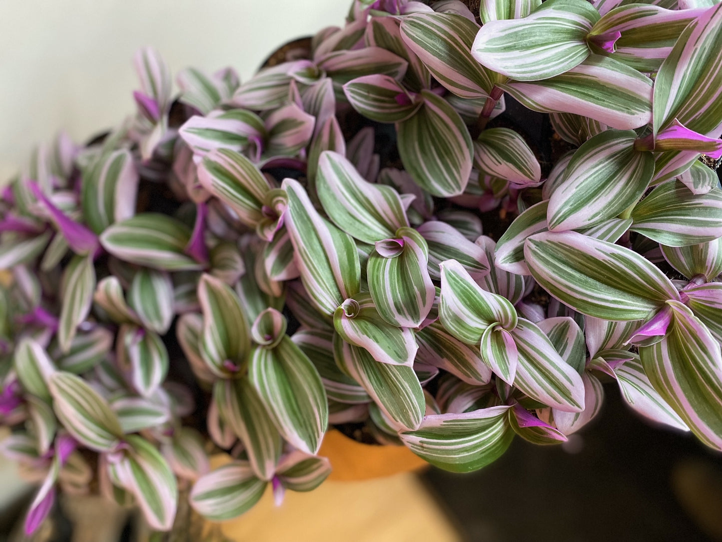 Pink Wandering Jew