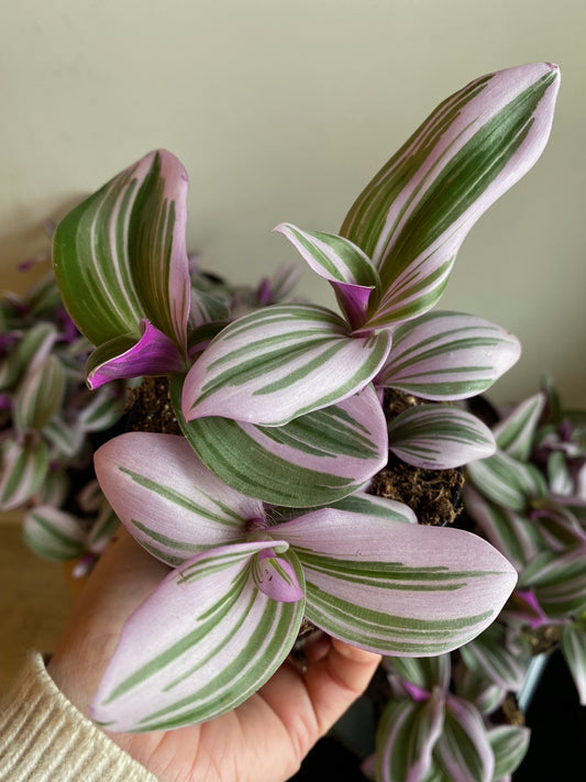 Pink Wandering Jew