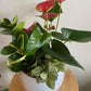 Medium Assorted Garden Planter