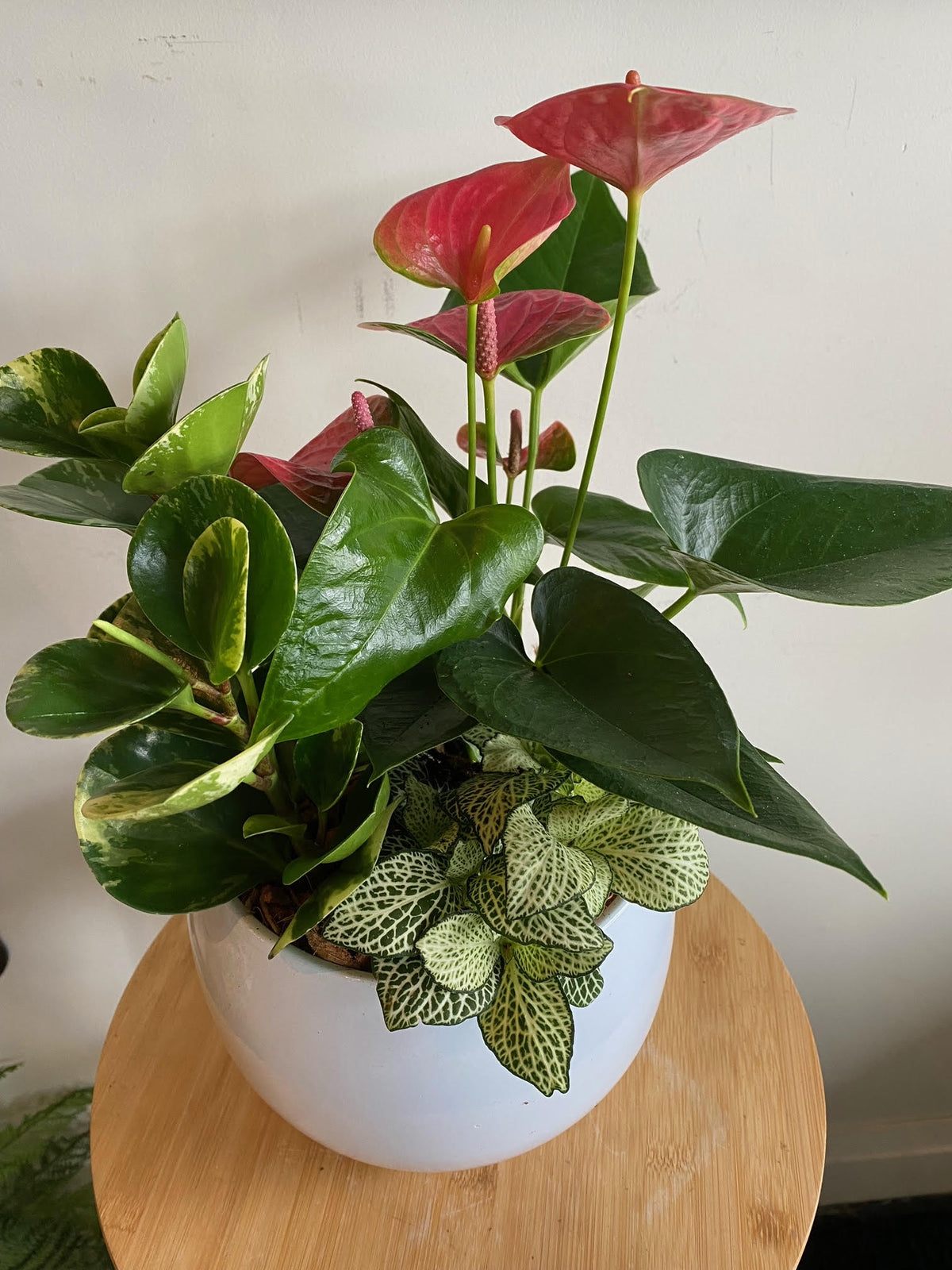 Medium Assorted Garden Planter