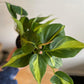 Philodendron Plant