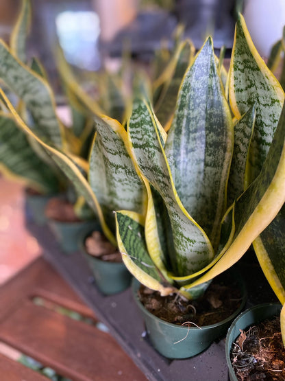 snake plant edmonton Snake Plant – Elora St. Flowers