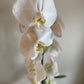 Waterfall Large Bloom Orchid