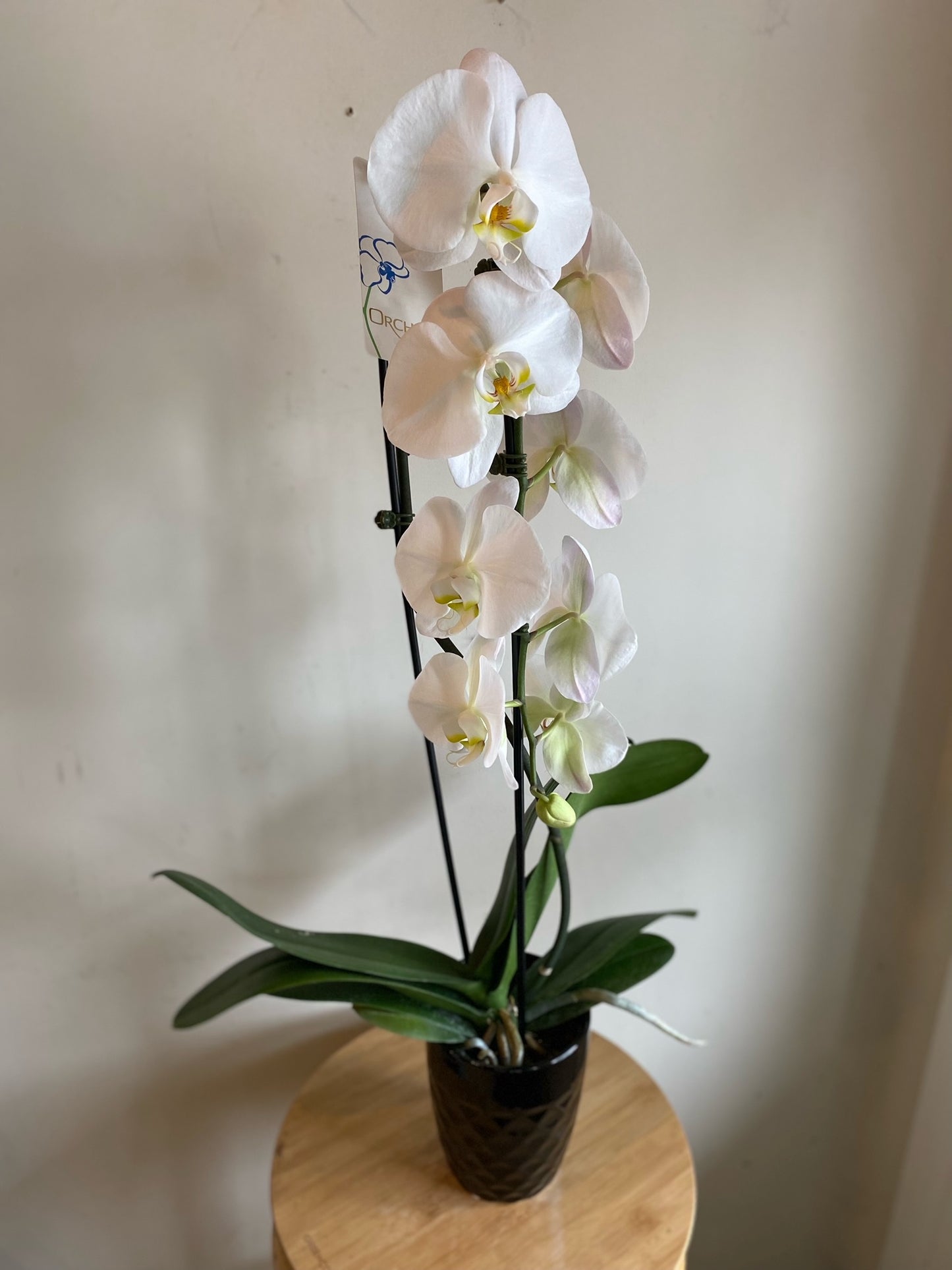 Waterfall Large Bloom Orchid