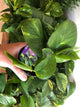 Pothos