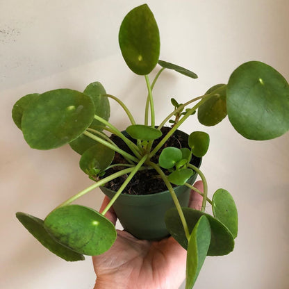 Friendship Plant (Pilea Peperomioides)