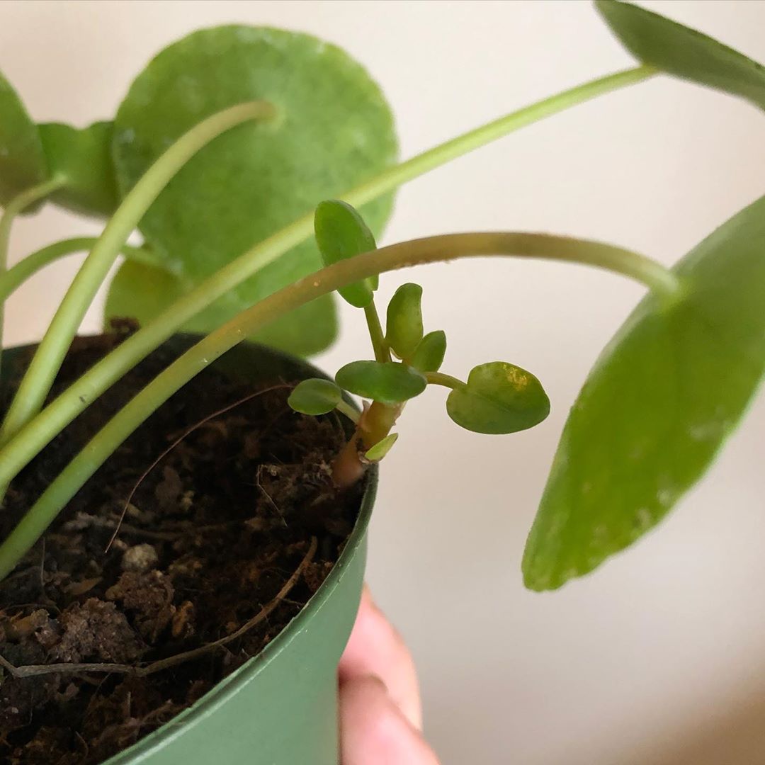 Friendship Plant (Pilea Peperomioides)