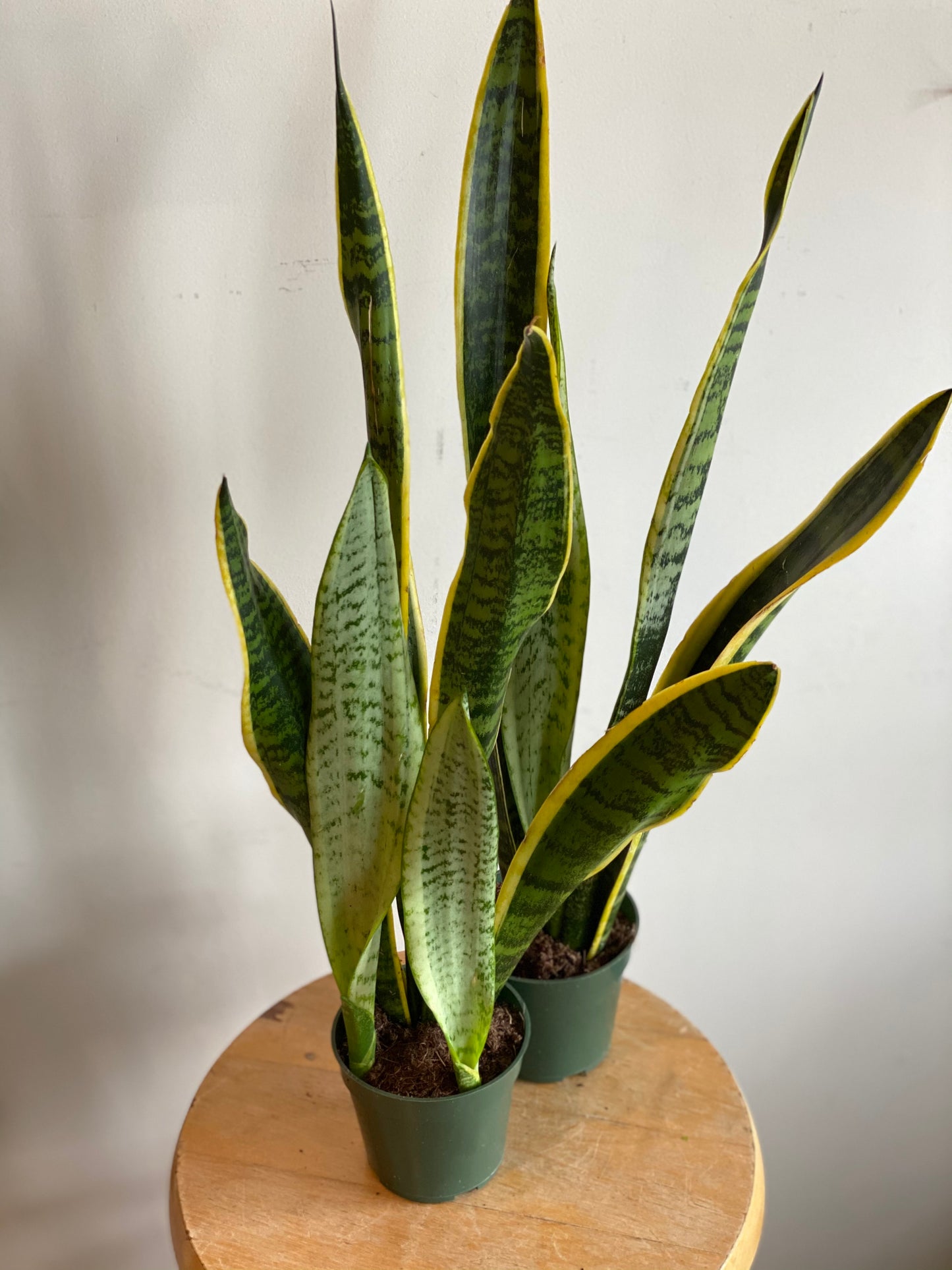 Snake Plant