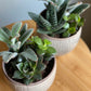 Small Mixed Succulent Garden