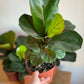 Fiddle Leaf Fig