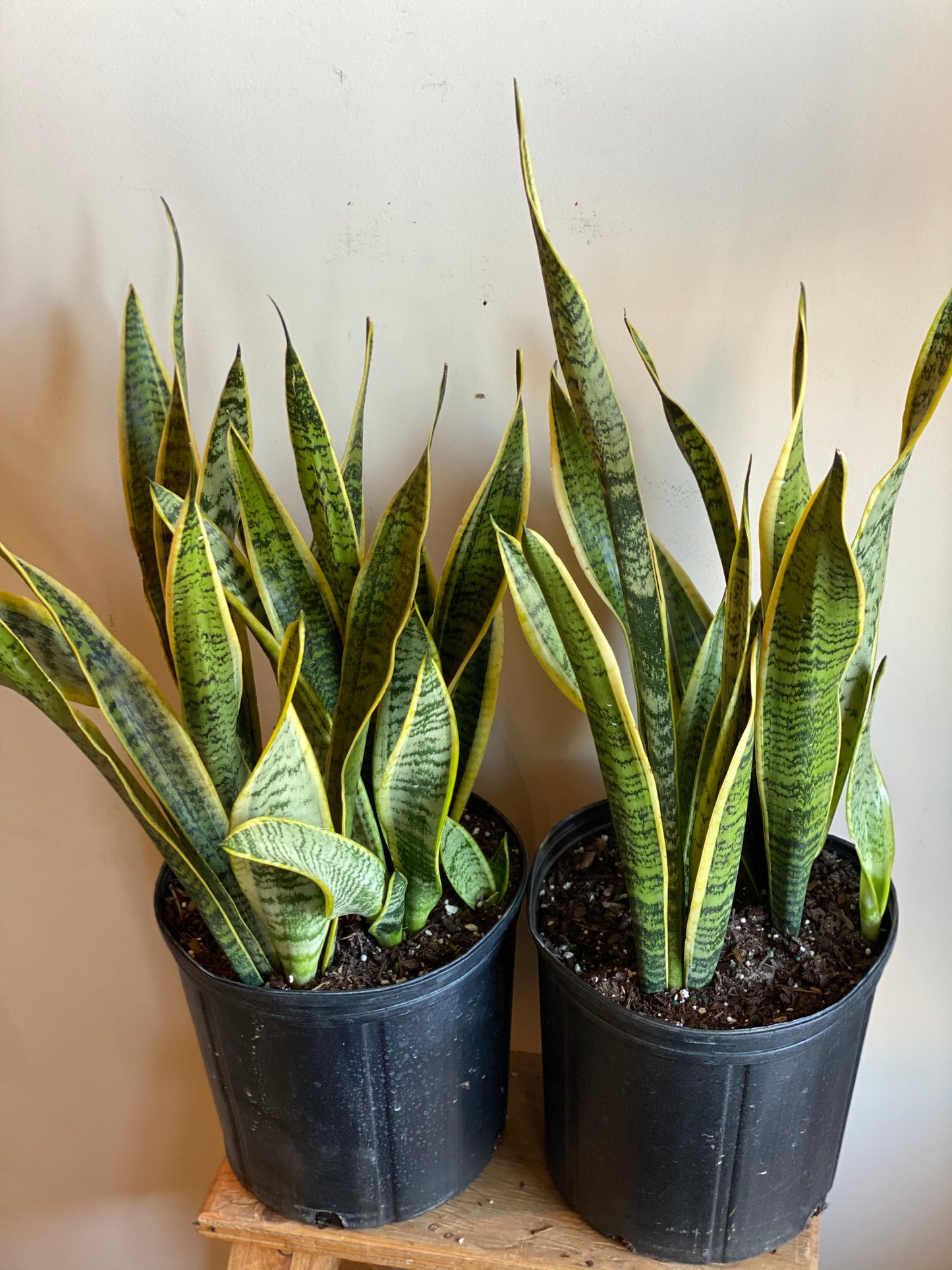 Snake Plant