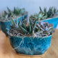 Succulent Trio in Pot