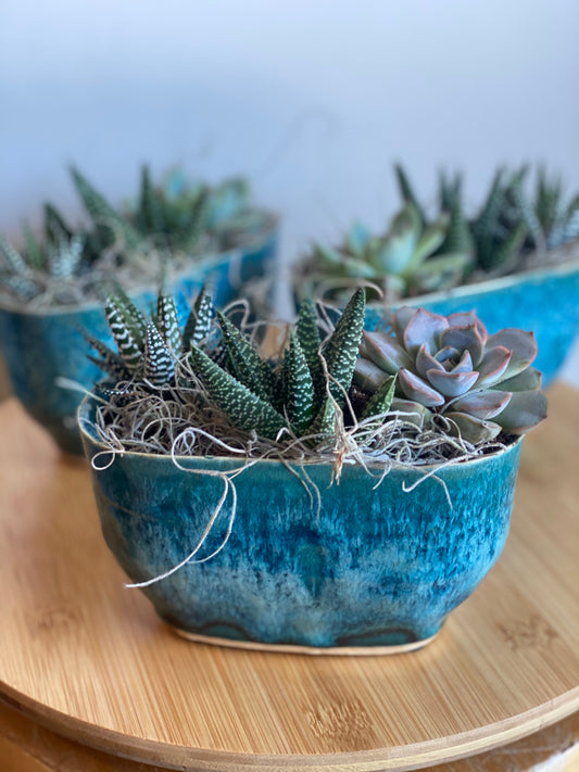 Succulent Trio in Pot