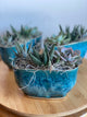 Succulent Trio in Pot