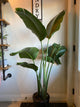 Bird of Paradise Plant