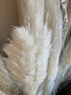 White Pampas Grass