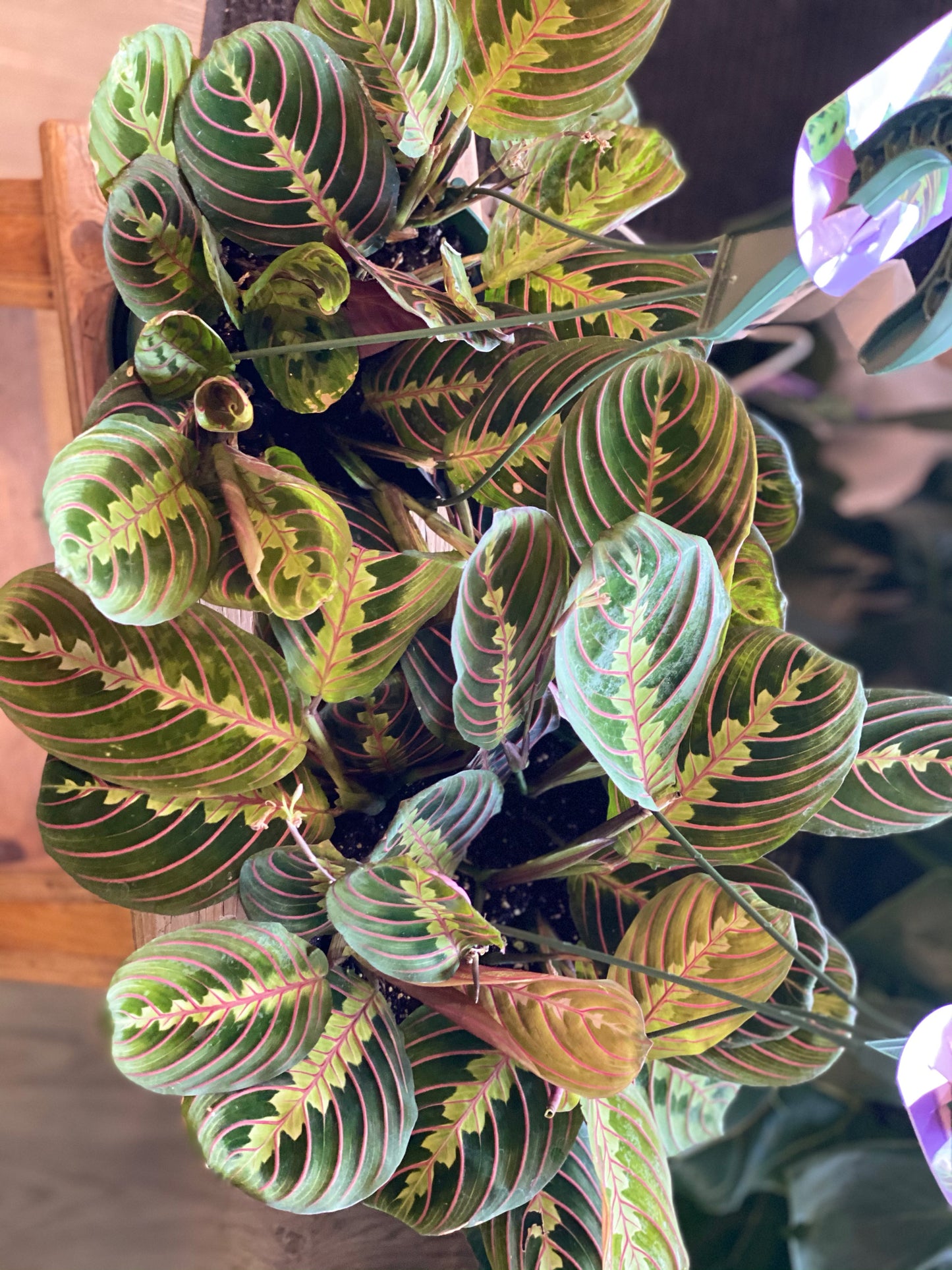 Prayer Plant