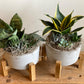 Mixed Succulent Garden in Concrete Pot with Stand
