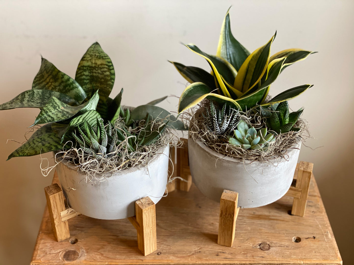 Mixed Succulent Garden in Concrete Pot with Stand