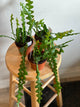 Fish Bone Cactus
